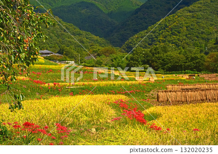 秋日的寺坂梯田,埼玉縣秩父縣 秋日的寺坂梯田,埼玉縣秩父縣 132020235