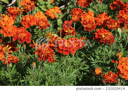 非洲萬壽菊 132020414