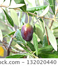 Olive fruit 132020440