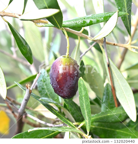 Olive fruit 132020440