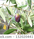 Olive tree and fruit 132020441