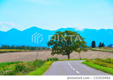 美瑛町七星樹 132020468