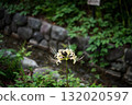 Cluster amaryllis 132020597