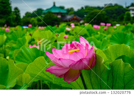 Lotus (Shinobazu Pond, Ueno Park) Lotus (Shinobazu Pond, Ueno Park) 132020776