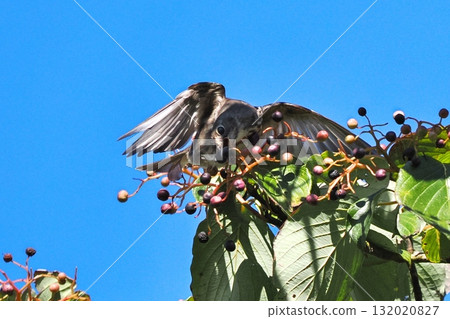 A Siberian flycatcher holding a dogwood fruit in its mouth 132020827