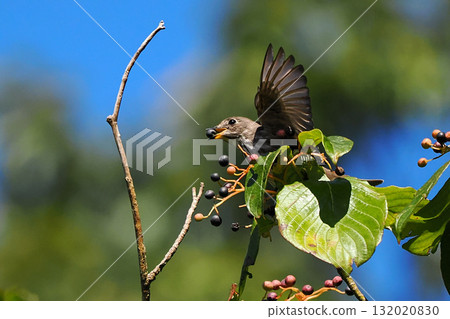A Siberian flycatcher holding a dogwood fruit in its mouth 132020830