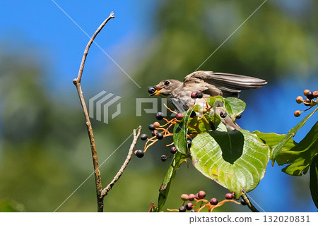 A Siberian flycatcher holding a dogwood fruit in its mouth 132020831