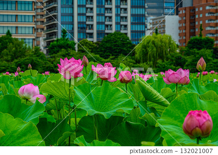 Lotus (Shinobazu Pond, Ueno Park) Lotus (Shinobazu Pond, Ueno Park) 132021007