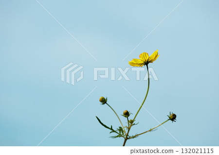 色彩繽紛的波斯菊在秋風中搖曳，宛如仙女翩翩起舞 132021115