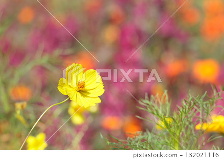 Colorful cosmos flowers swaying like fairies dancing in the autumn breeze Colorful cosmos flowers swaying like fairies dancing in the autumn breeze 132021116