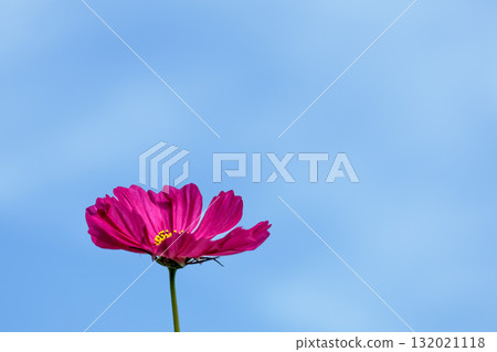 Colorful cosmos flowers swaying like fairies dancing in the autumn breeze Colorful cosmos flowers swaying like fairies dancing in the autumn breeze 132021118