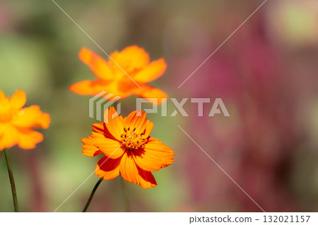 Colorful cosmos flowers swaying like fairies dancing in the autumn breeze Colorful cosmos flowers swaying like fairies dancing in the autumn breeze 132021157