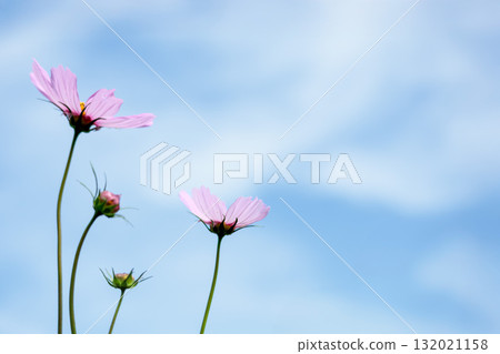 Colorful cosmos flowers swaying like fairies dancing in the autumn breeze Colorful cosmos flowers swaying like fairies dancing in the autumn breeze 132021158