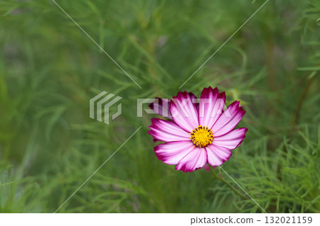 Colorful cosmos flowers swaying like fairies dancing in the autumn breeze Colorful cosmos flowers swaying like fairies dancing in the autumn breeze 132021159
