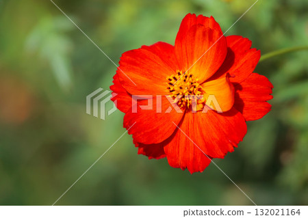 Colorful cosmos flowers swaying like fairies dancing in the autumn breeze Colorful cosmos flowers swaying like fairies dancing in the autumn breeze 132021164