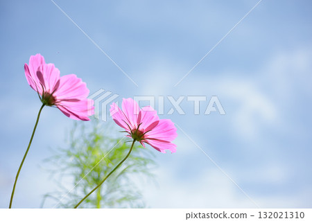 色彩繽紛的波斯菊在秋風中搖曳，宛如仙女翩翩起舞 132021310