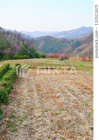 桃花盛開時，田園風光，大內澤，東秩父村 132021625