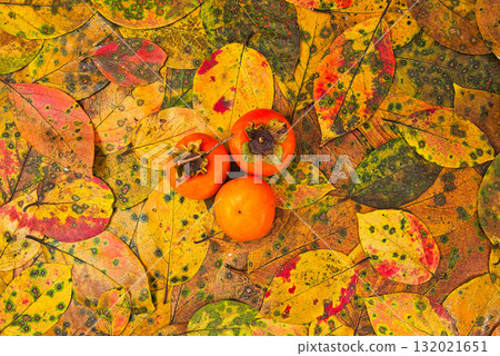 落葉框架 132021651