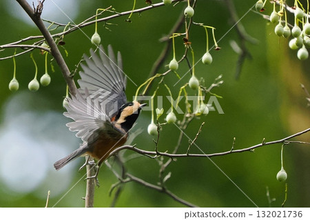 蝦夷堅果間飛翔的雜色山雀 132021736