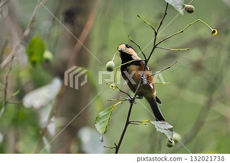 A varied tit holding an ego fruit 132021738