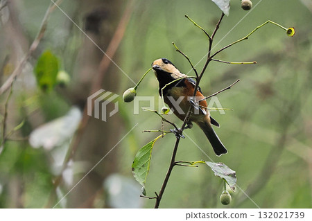 一隻多姿多彩的山雀抱著一顆自我果實 132021739
