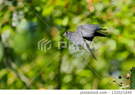 Flight of Kosametepitaki 132021840