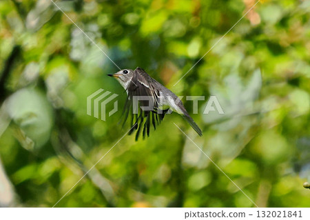 Flight of Kosametepitaki 132021841