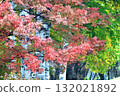 北海道的秋天:白樺林與紅花楸葉 北海道的秋天:白樺林與紅花楸葉 132021892