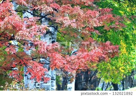 Autumn in Hokkaido: Birch forests and red rowan leaves Autumn in Hokkaido: Birch forests and red rowan leaves 132021892