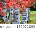Autumn in Hokkaido: Birch forests and red rowan leaves 132021893