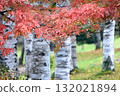 Autumn in Hokkaido: Birch forests and red rowan leaves 132021894