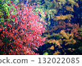 Autumn in Hokkaido: Autumn leaves on the trees 132022085