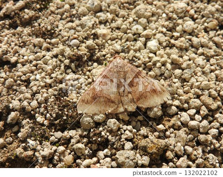 一種名為「Ounmonkuchiba」的蚱蜢 一種名為「Ounmonkuchiba」的蚱蜢 132022102