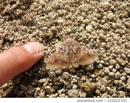 一種名為「Ounmonkuchiba」的蚱蜢 132022103