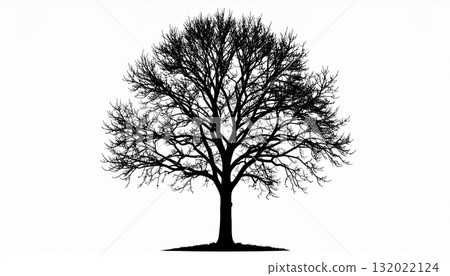 黑白無葉樹 2 132022124