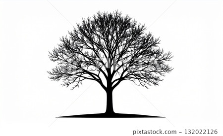 黑白無葉樹 4 132022126