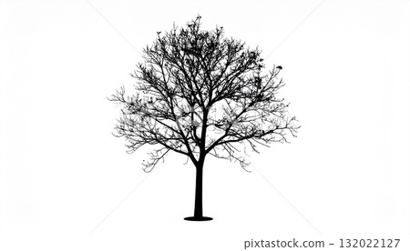 黑白無葉樹 5 132022127