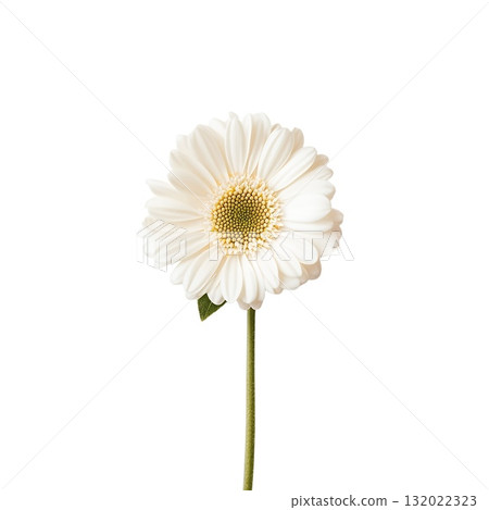 A single, elegant white daisy stands tall against a pure white background 132022323