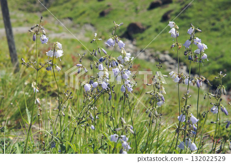 White Mountain Sharon / Happoone, Nagano Prefecture, October 132022529