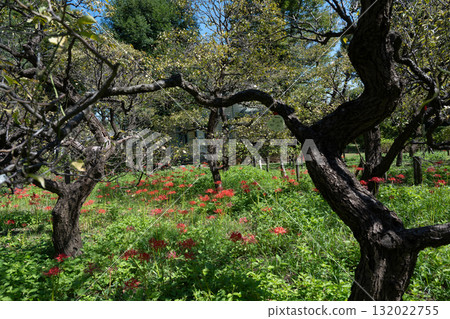 府中市鄉土森林博物館的紅花 132022755