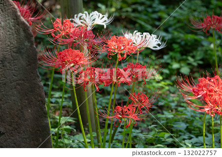 Spider lilies, Fuchu City Local Forest Museum 132022757