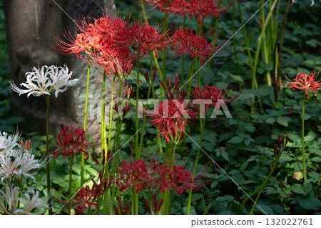 府中市鄉土森林博物館的紅花 132022761