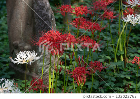 府中市鄉土森林博物館的紅花 132022762