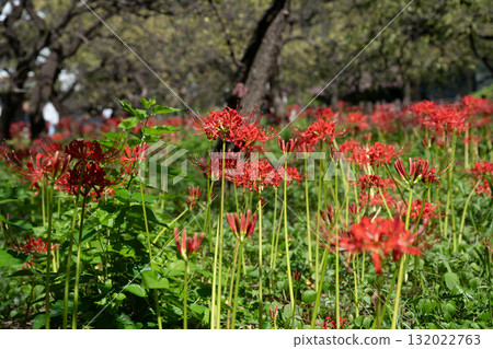 府中市鄉土森林博物館的紅花 132022763