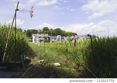 Rice harvesting, rice ears, autumn scenery, paddy field 132022778
