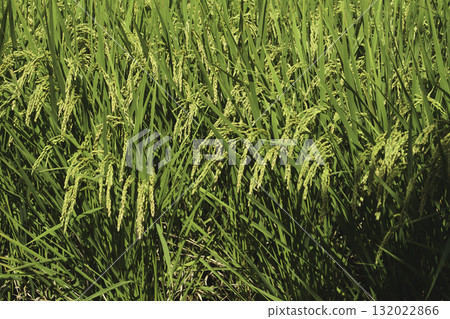 秋天,稻田裡稻穗隨風搖曳,收成的季節即將來臨。 秋天,稻田裡稻穗隨風搖曳,收成的季節即將來臨。 132022866