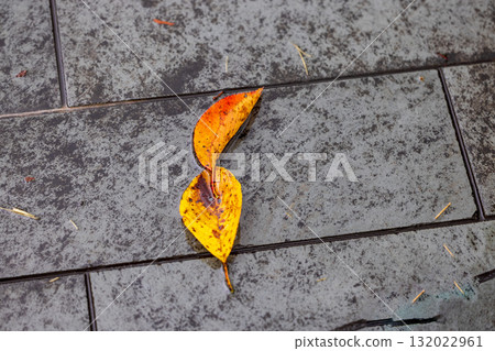 Rainy park and fallen leaves Rainy park and fallen leaves 132022961
