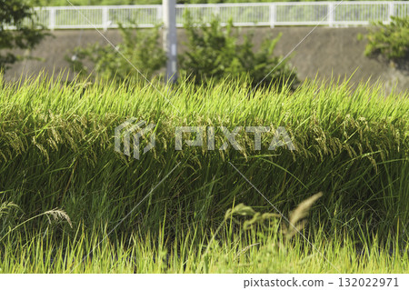 In autumn, rice plants sway in the wind in the rice fields, and harvest is approaching. In autumn, rice plants sway in the wind in the rice fields, and harvest is approaching. 132022971