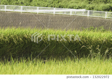 In autumn, rice plants sway in the wind in the rice fields, and harvest is approaching. In autumn, rice plants sway in the wind in the rice fields, and harvest is approaching. 132022972