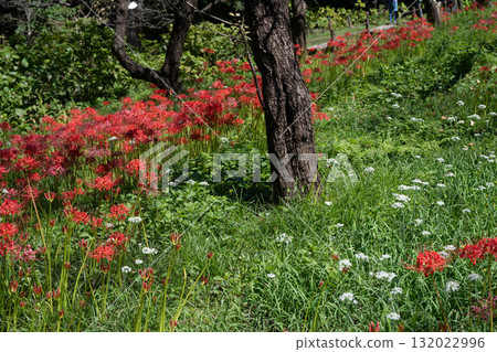 府中市鄉土森林博物館的紅花 132022996